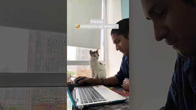 Кот_🐱_