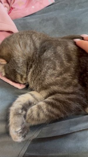 Сладко спящий котик 🐱