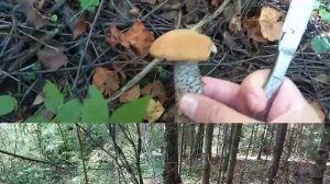 В лес за боровичками