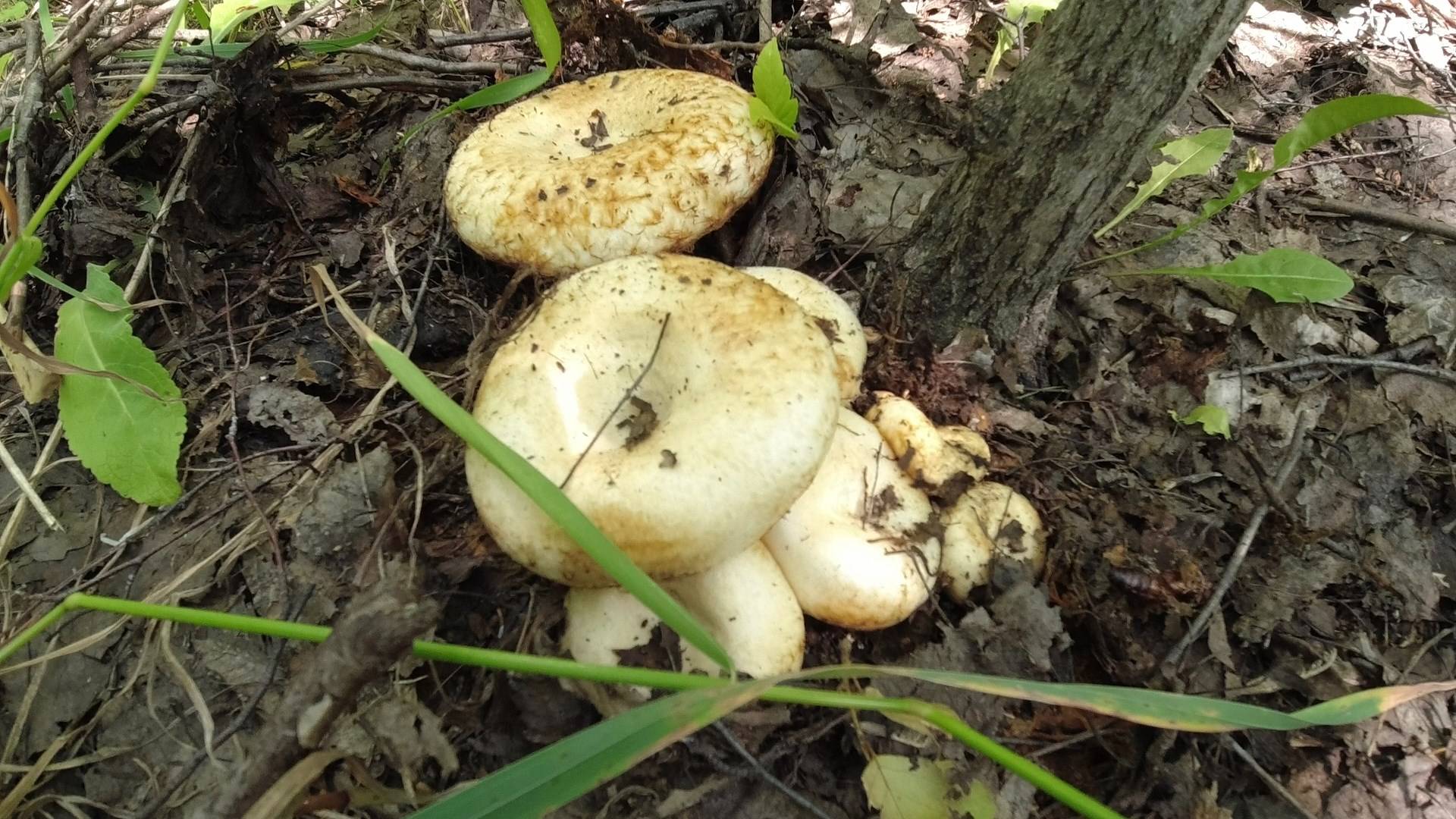 Ведро Груздей за полчаса в посадке Тихая охота в Самарской области смотреть онлайн