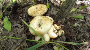 Ведро Груздей за полчаса в посадке Тихая охота в Самарской области