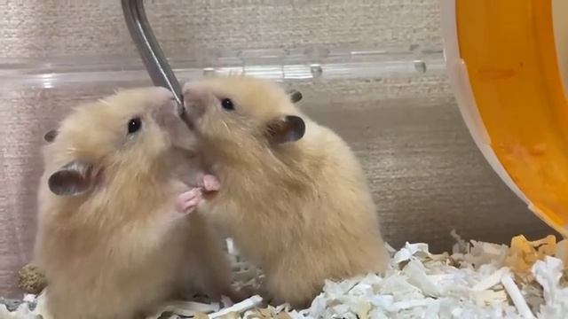 доброе утро вместе ❤️ ❤️
