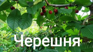 Сад. Черешня. 11.07.2025