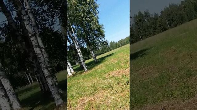 Полянки в парке