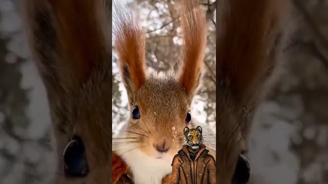Животные приколы и не только