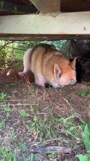 Копай глубже
#хаски #щенок #собака #домашниеживотные #БрюликиЛиска 
#dog