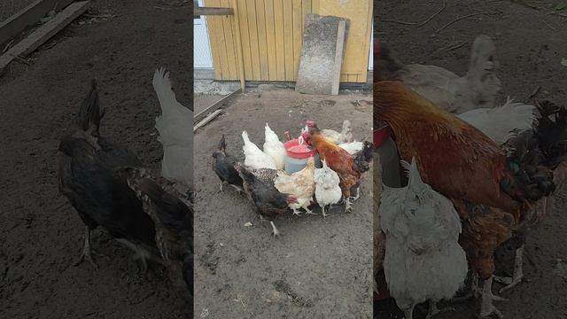Можно заработать на яйцах?🥚 Ответ на комментарий 💬 🤔