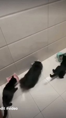 коты Не могут дрифтить до конца☠️
