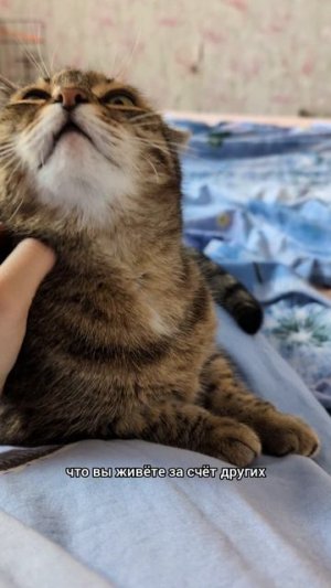 🐕за чужой счёт жить отлично 😻
#кошки #юмор