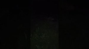 I take a stroll with my dog tonight