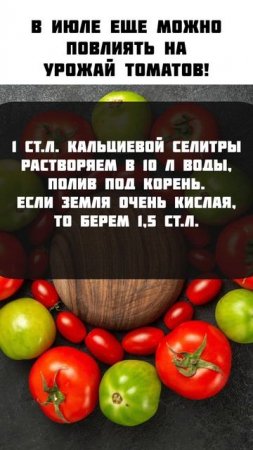 СРОЧНО спасите свой урожай! #огород #урожай #томаты