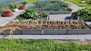 Убираю чеснок.Жаренная рыбка в казане.Обо всем по немногу.Вкусный обед