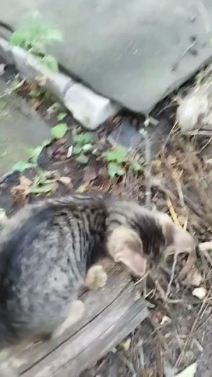 Черная девочка, полосатый мальчик, возраст около 3-х месяцев.