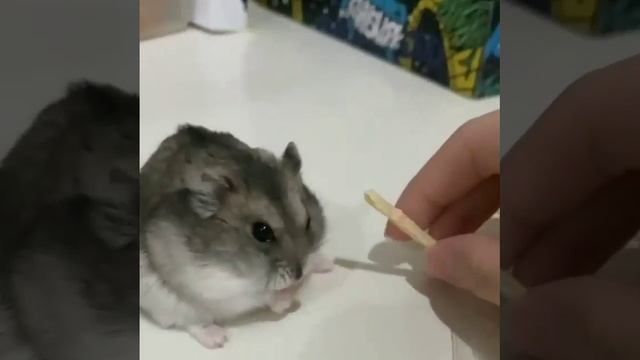 хома любит хрустящие палочки  ))