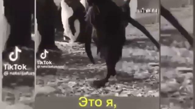 жиза