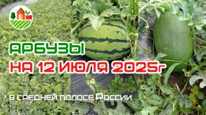 Арбузы на 12 июля 2025г в средней полосе России (Республика Мордовия)
