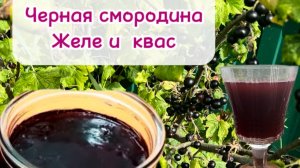 Квас и желе из черной смородины. Деревенские рецепты.