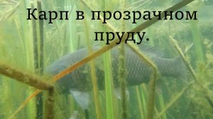 Прозрачный пруд.