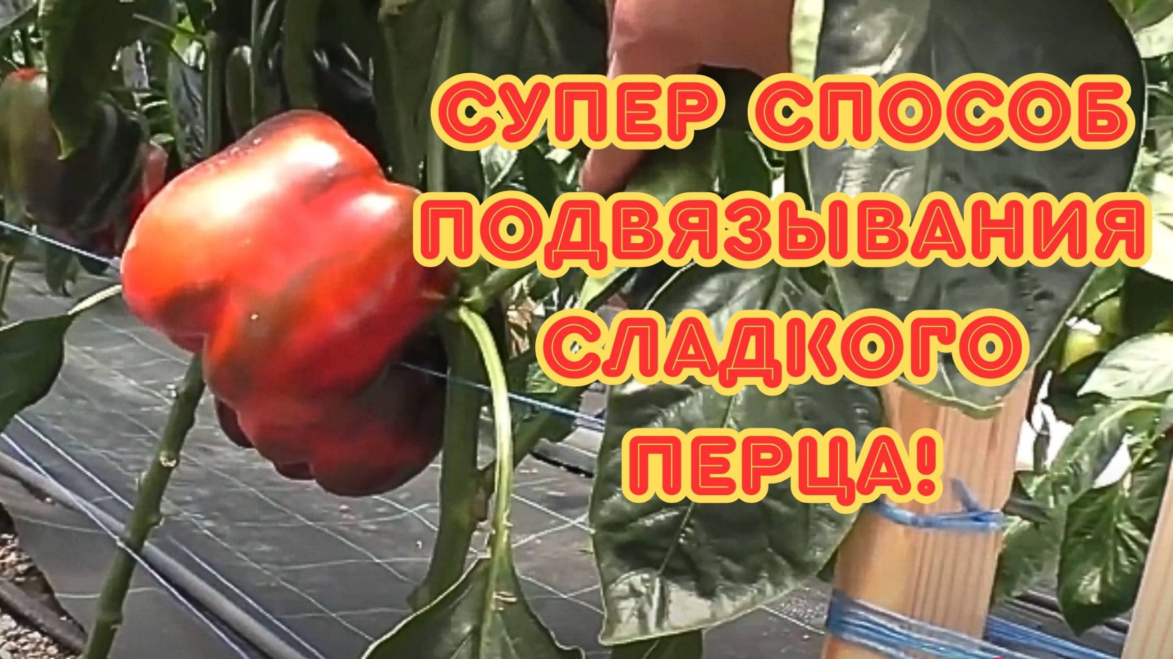 Гениальный способ подвязки сладкого перца