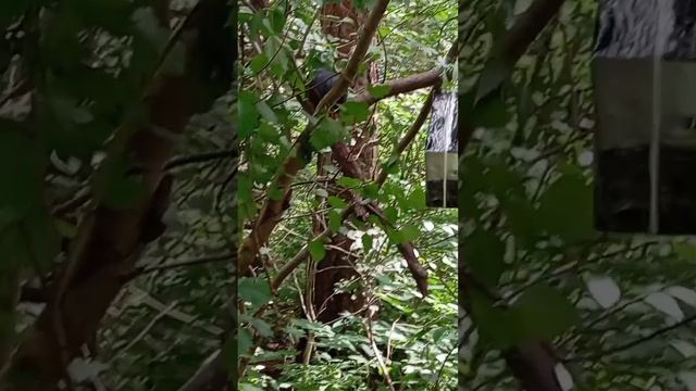 13.07.25. навесила новую кормушку для белочек и мелких лесопарковых птиц.