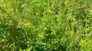 Июль начался дождями...Цветет русянка..Пчёлки заработали.