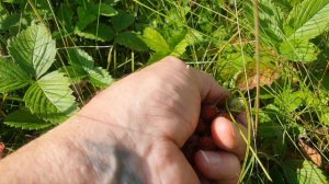 Она таки нам попалась с 4 раза. Клубника 2025 г. 13 июля.