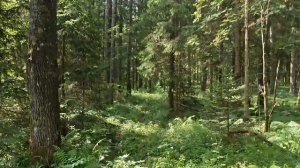 Прогулка в лес