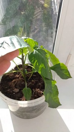 прополол свой огород🤣