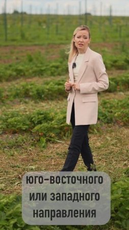 Где лучше растет земляника садовая?