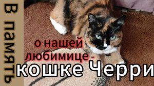 В память о нашей любимице - кошке Черри