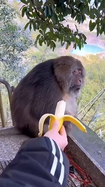 Когда на диете, а тебе предлагают вкусняшку 😋 смотреть онлайн