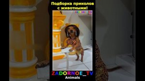 Животные приколы и не только