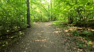 Беговая зарисовка в лесопарке 
Тренировка 12.07.2025