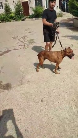 Яндекс # Шереметьевский приют
