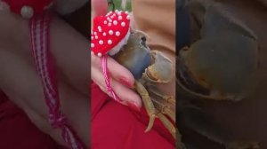 Ты больше не еда, ты мой друг