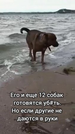 У песика Ромки не стало хозяина. А теперь и его готовят на тот свет