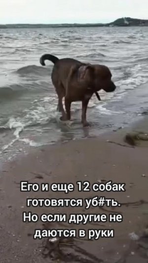 У песика Ромки не стало хозяина. А теперь и его готовят на тот свет