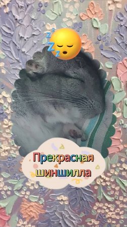 Прекрасная шиншилла (Песня)