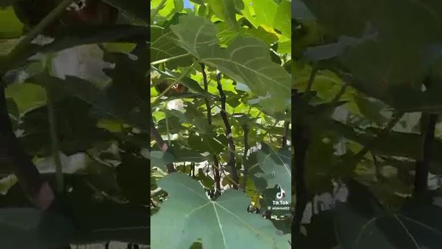 Предлагайте наблюдайте