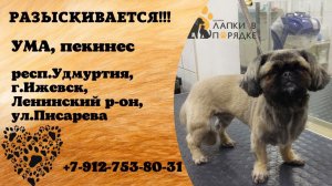 Пропала собака! УМА, пекинес. респ.Удмуртия, г.Ижевск.