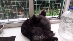 Котята на окошке.