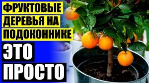 💡 Карликовые деревья для дома алматы 👍 Оливковое дерево в домашних условиях плодоносит
