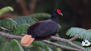 Малайский огненноспинный фазан Lophura erythrophthalma
