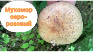 Мухомор серо-розовый
Amanita rubensces