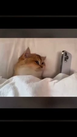 Я - утром...