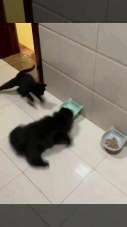 Наш TG https://t.me/liveofcats