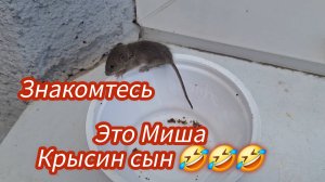 Семья из Мариуполя Спасение мышонка. #мариуполь #мариупольсегодня #мариупольвидео #мариупольсейчас