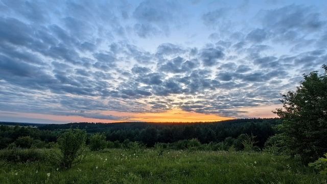 Красивый закат в лесу
