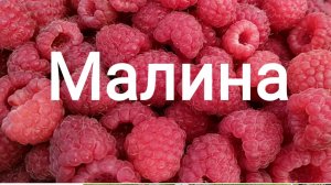 Сад. Малина. 11.07.2025