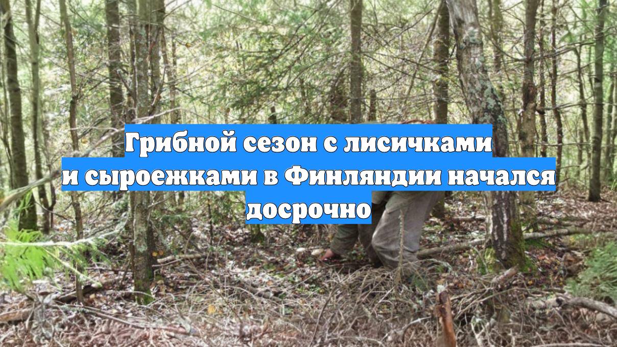 Грибной сезон с лисичками и сыроежками в Финляндии начался досрочно